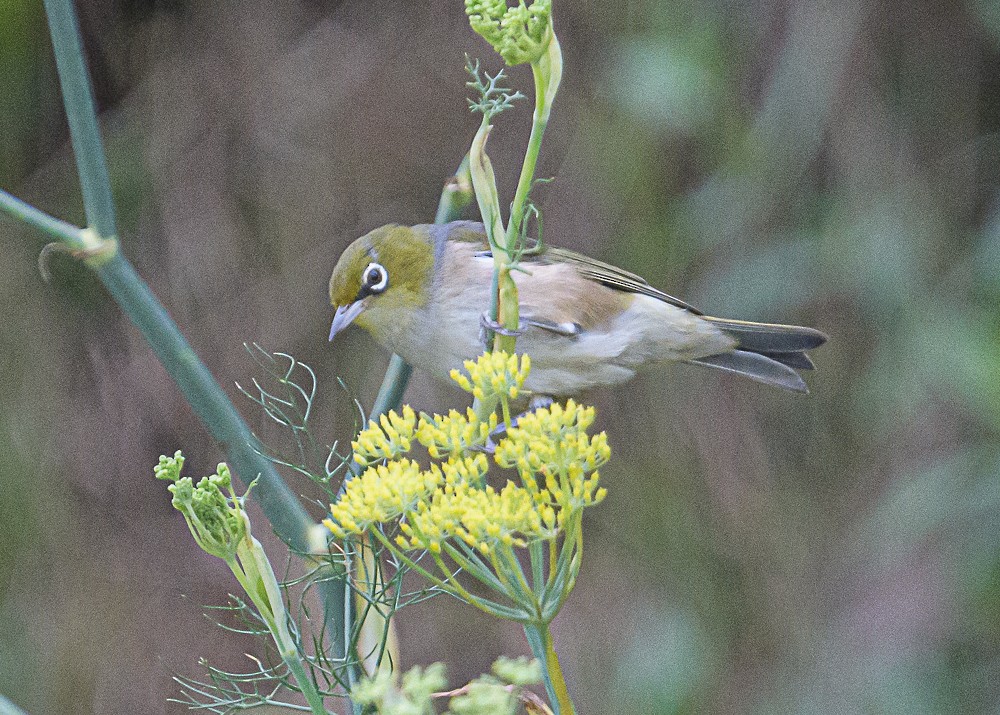 Silvereye - Bert Filemyr