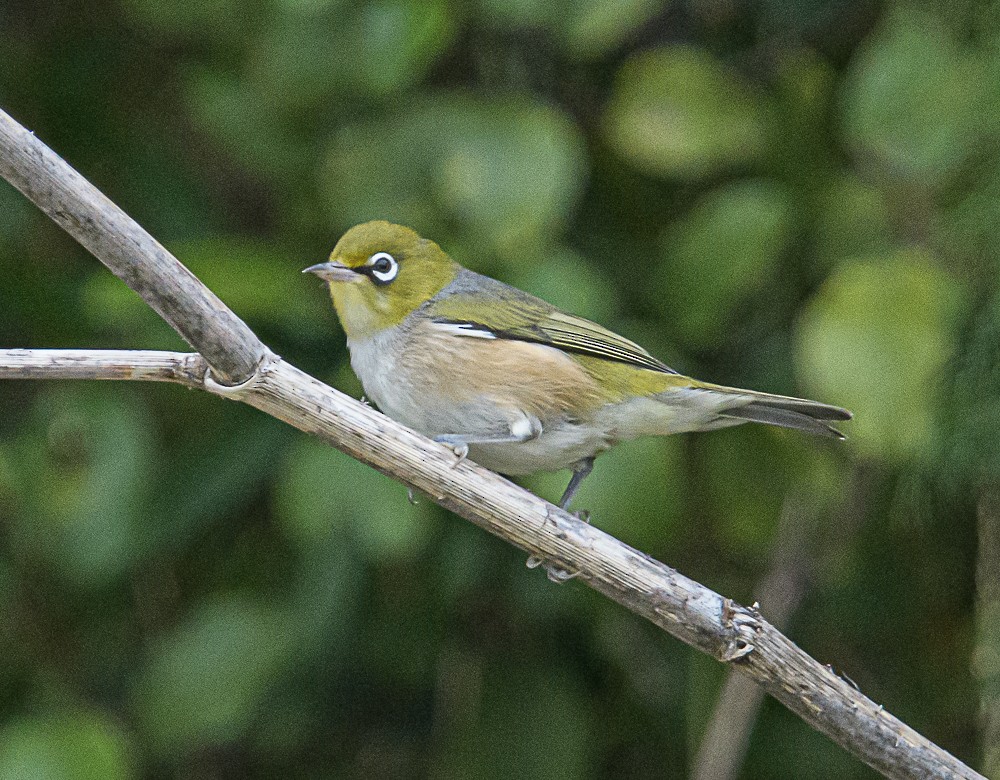 Zostérops à dos gris - ML534489091