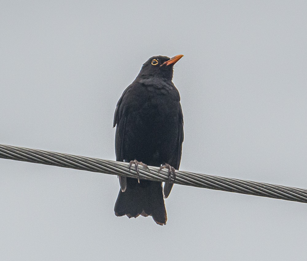 Eurasian Blackbird - ML534489151