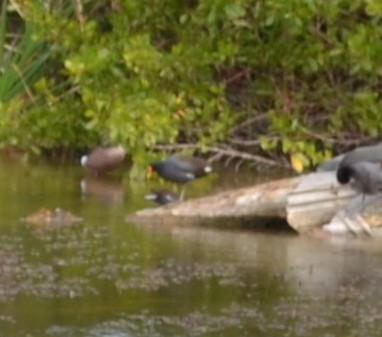 Common Gallinule - ML53448971