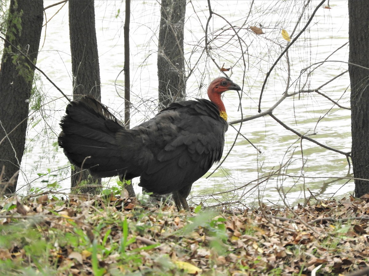 Australian Brushturkey - ML534489931