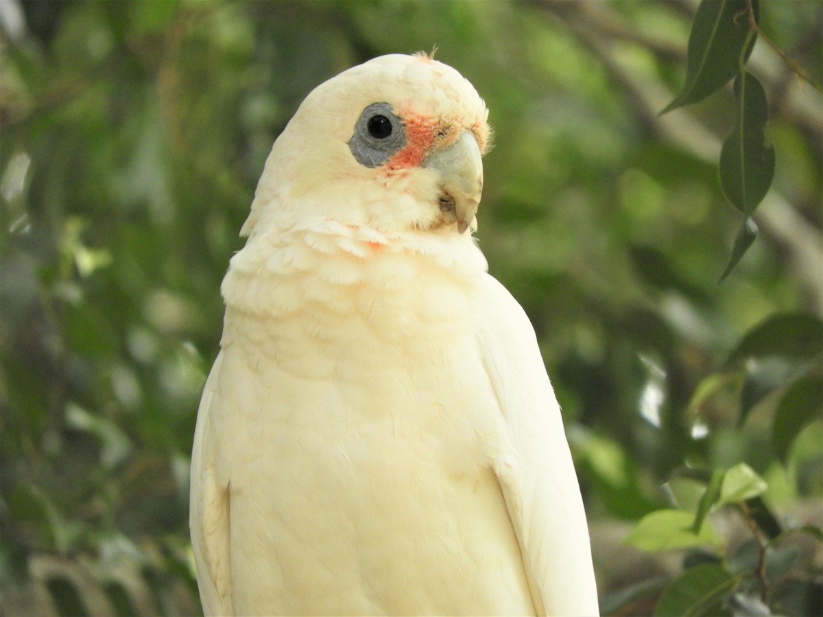 Little Corella - ML534490071