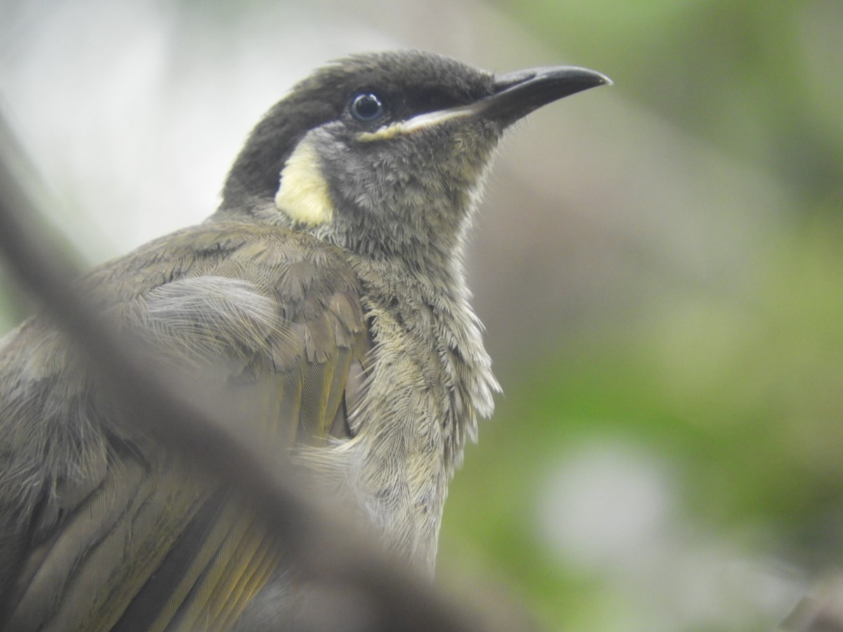 Lewin's Honeyeater - ML534490381