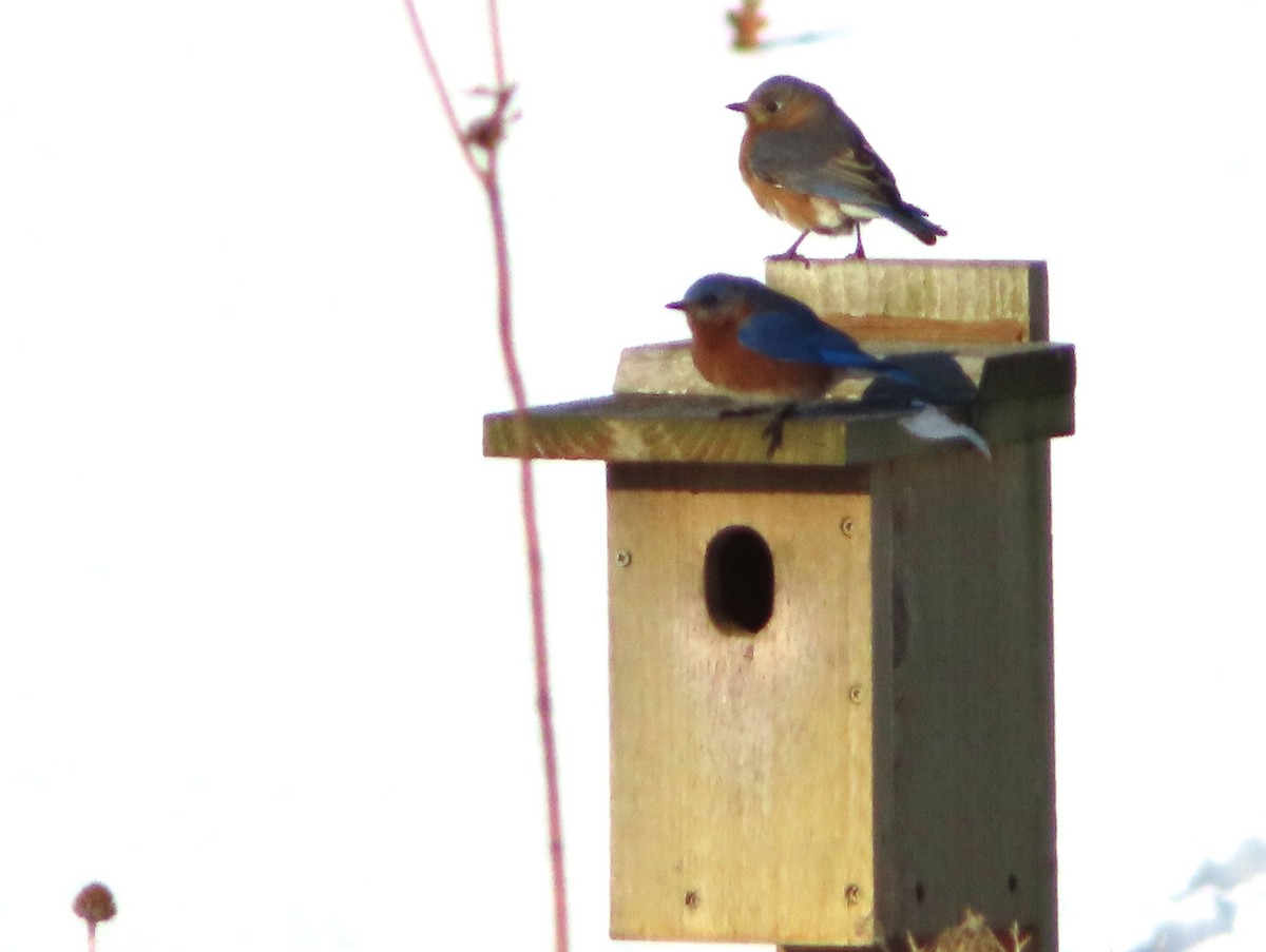 Eastern Bluebird - ML534492041