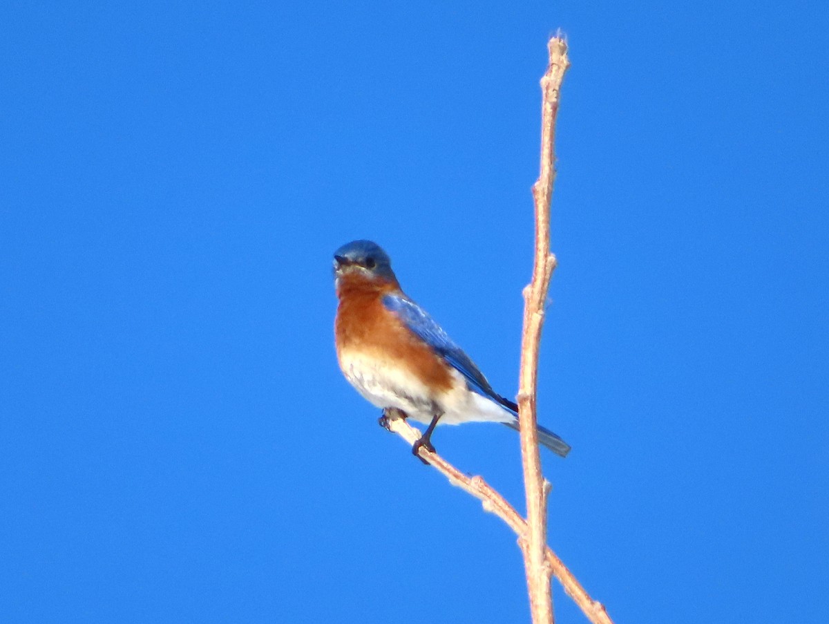 Eastern Bluebird - ML534492211