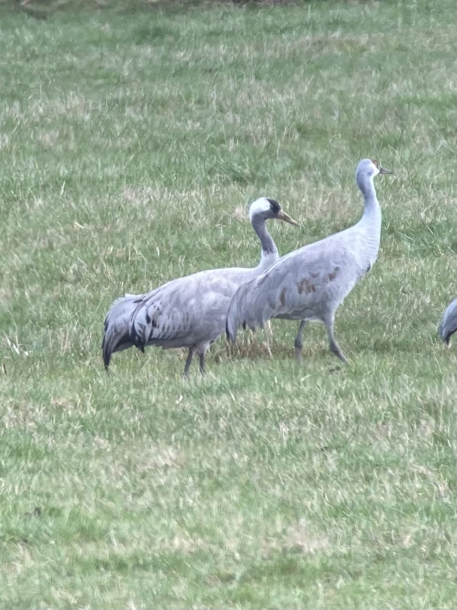 Common Crane - ML534493141