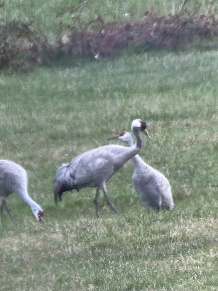 Common Crane - ML534493151