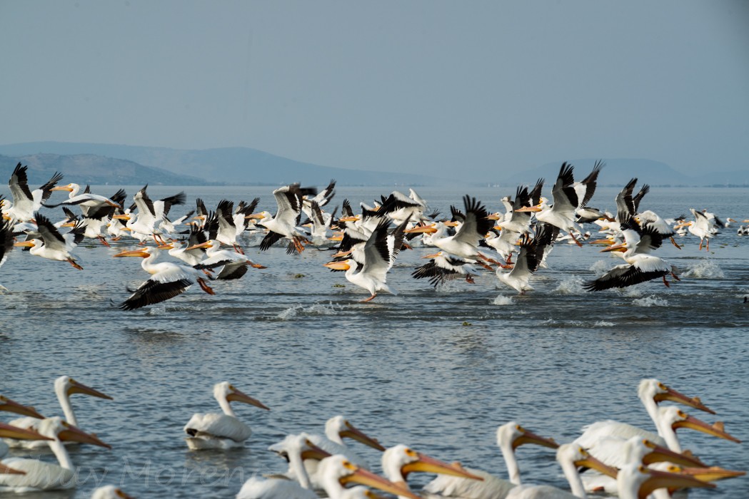 American White Pelican - ML53449361