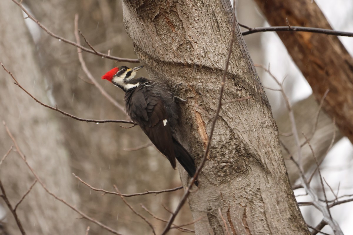 Pileated Woodpecker - ML534493781