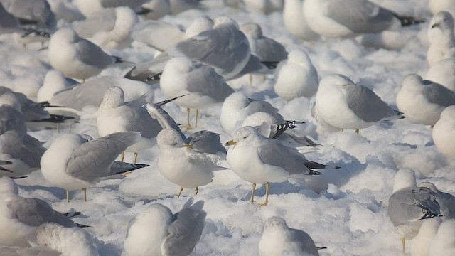 カモメ - eBird