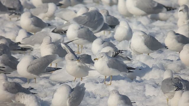 Сизая чайка - ML534494741