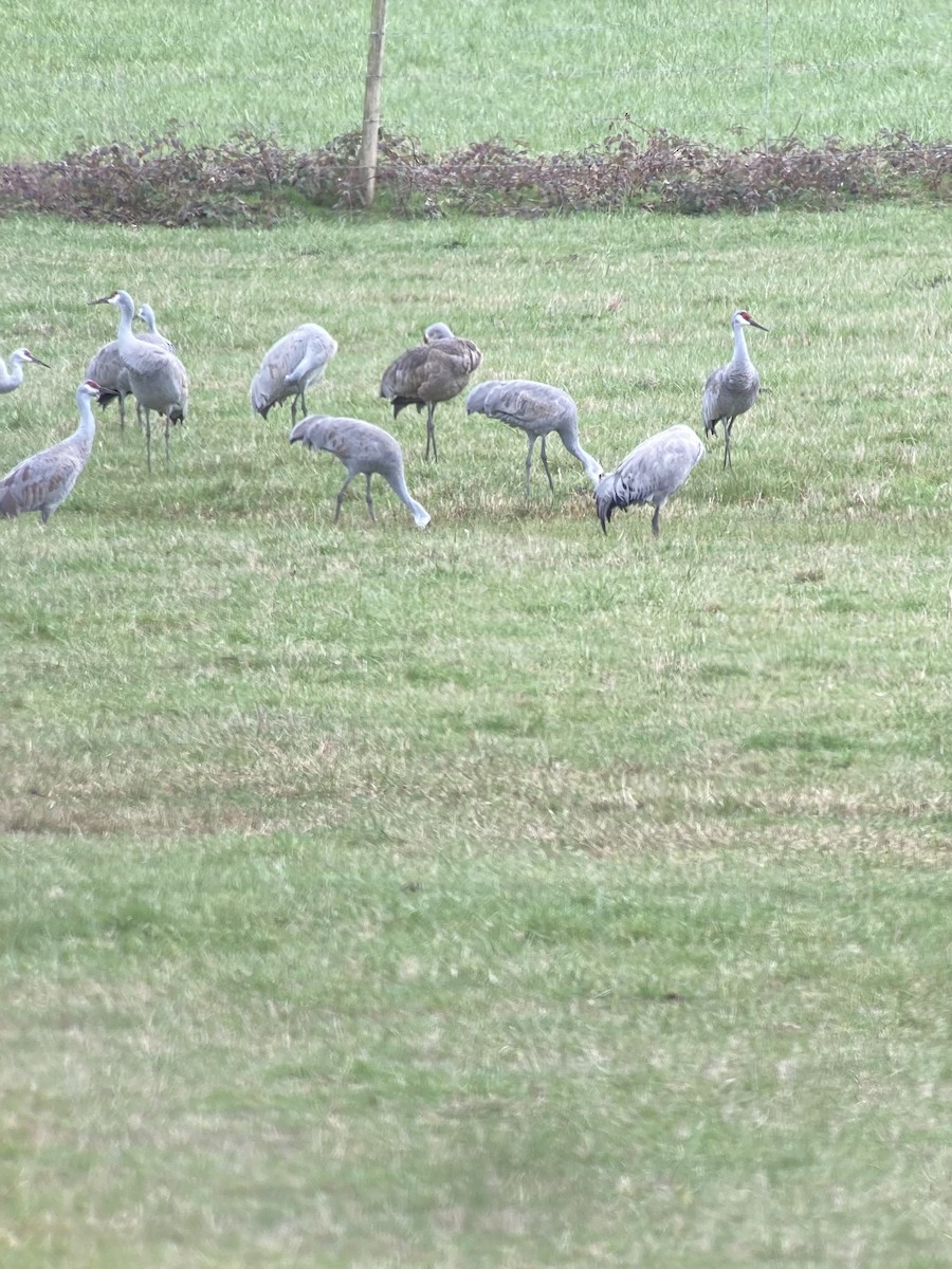 Sandhill Crane - ML534494851