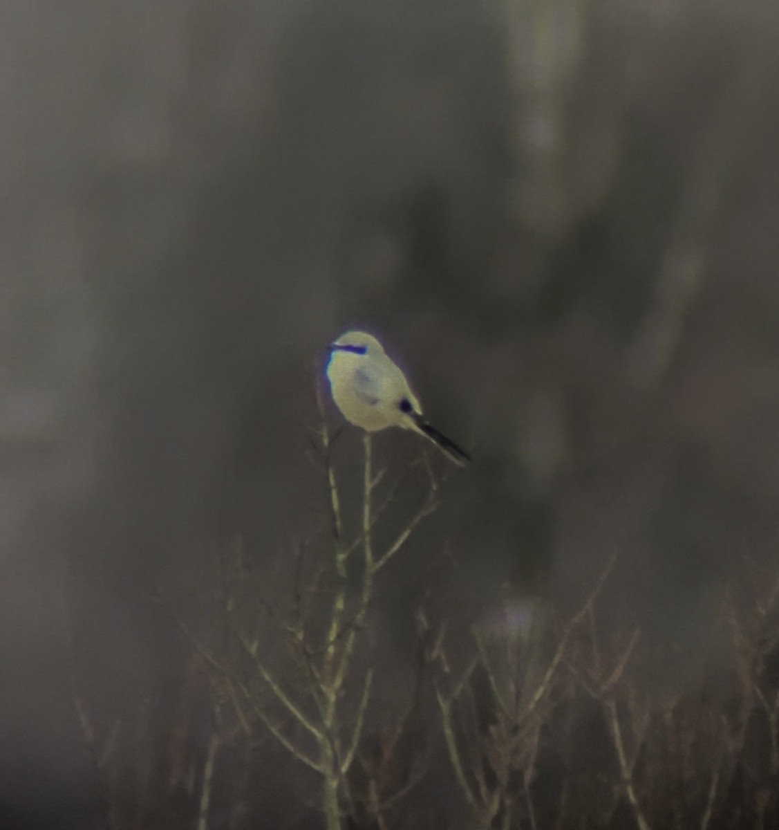 Great Gray Shrike - ML534495681