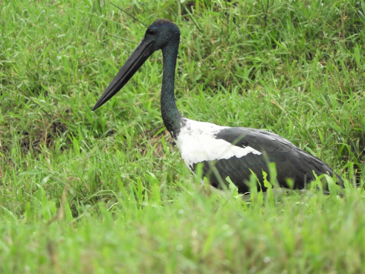 Black-necked Stork - ML534496641