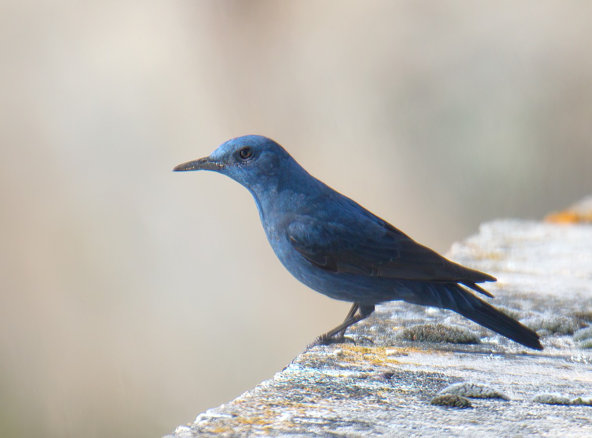 Blue Rock-Thrush - ML534496651