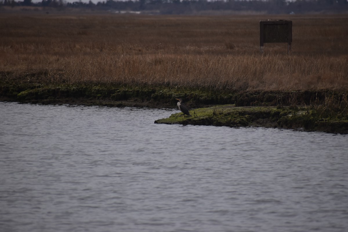 Double-crested Cormorant - ML534497921