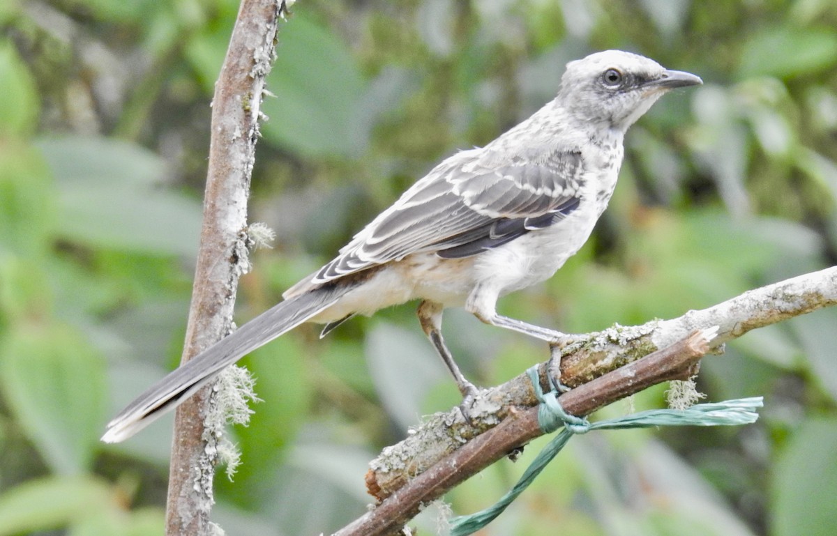 Tropical Mockingbird (Southern) - ML534498061
