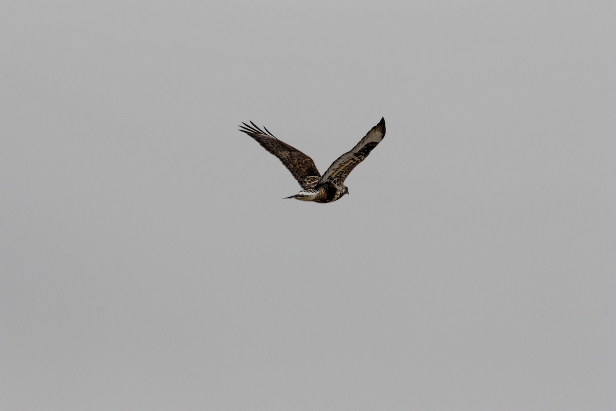 Rough-legged Hawk - ML534498441