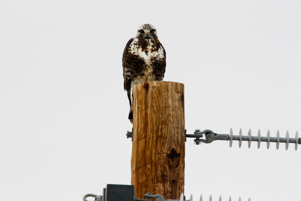 Rough-legged Hawk - ML534498461