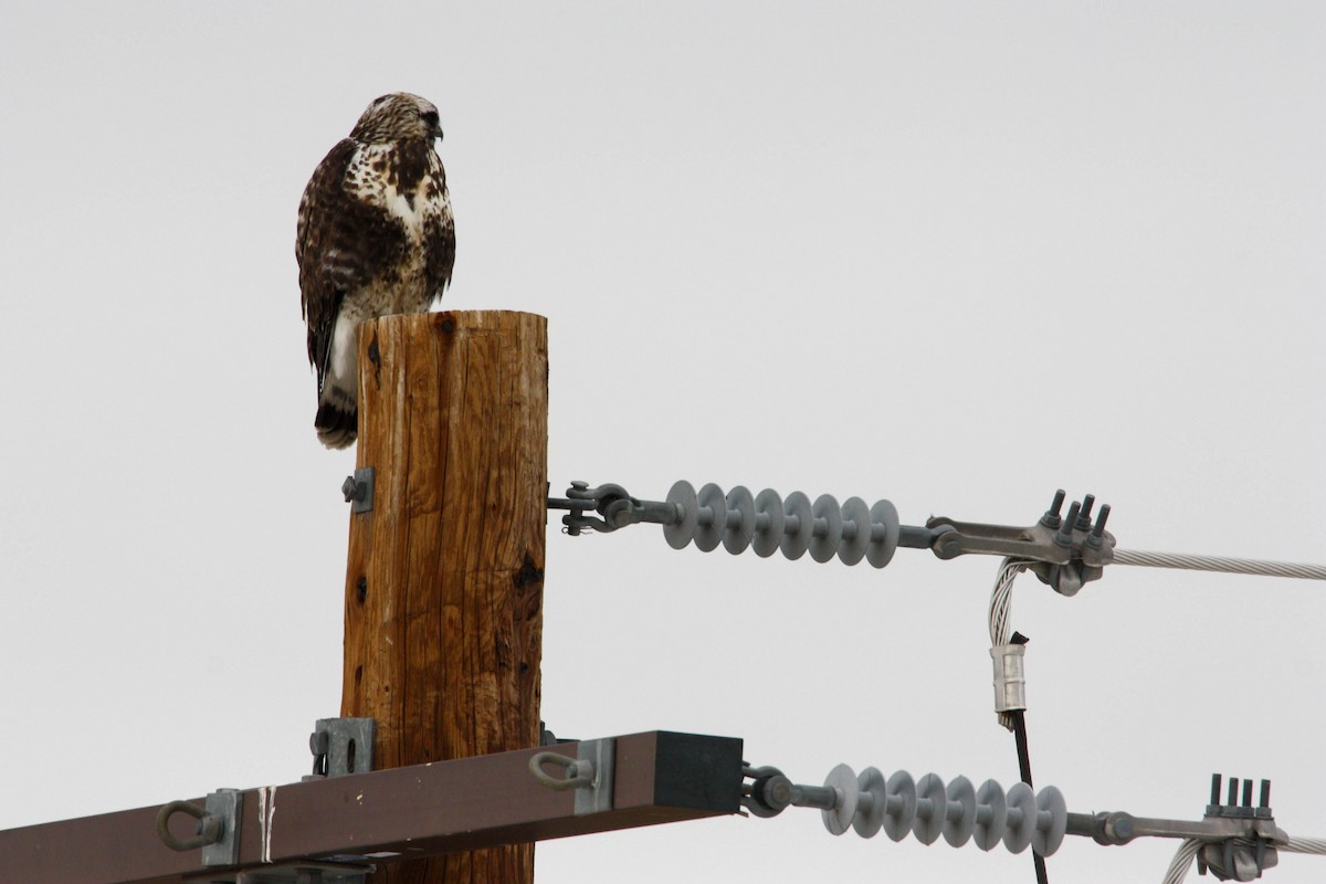 Rough-legged Hawk - ML534498471