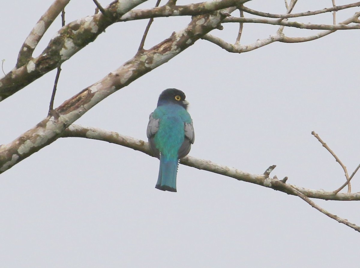 Gartered Violaceous Trogon - ML534498891