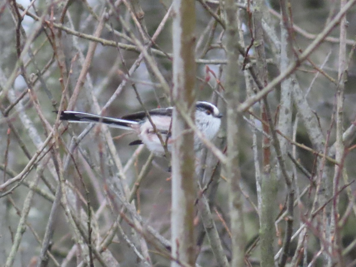 Long-tailed Tit - ML534499481