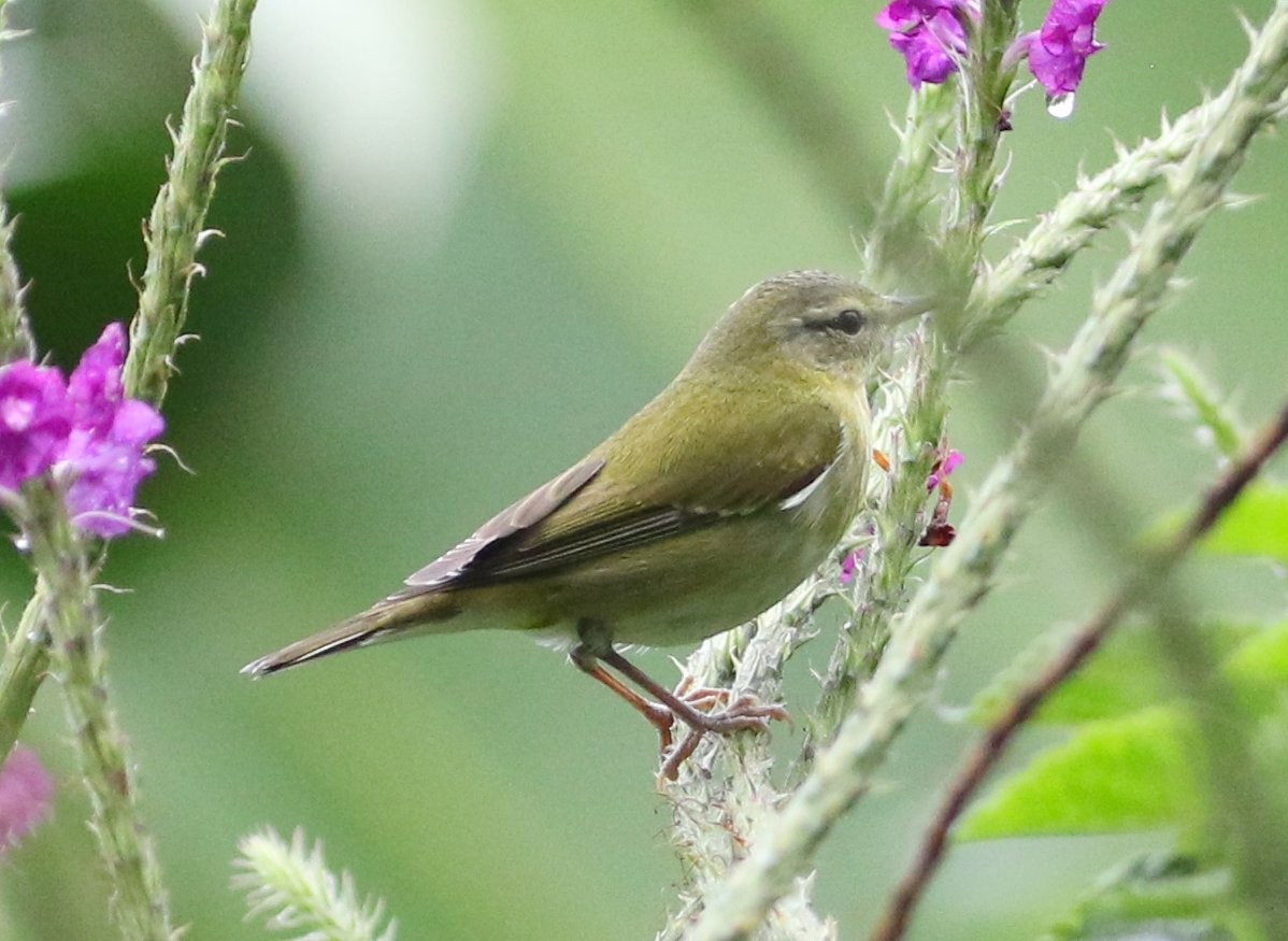 Tennessee Warbler - ML534499711