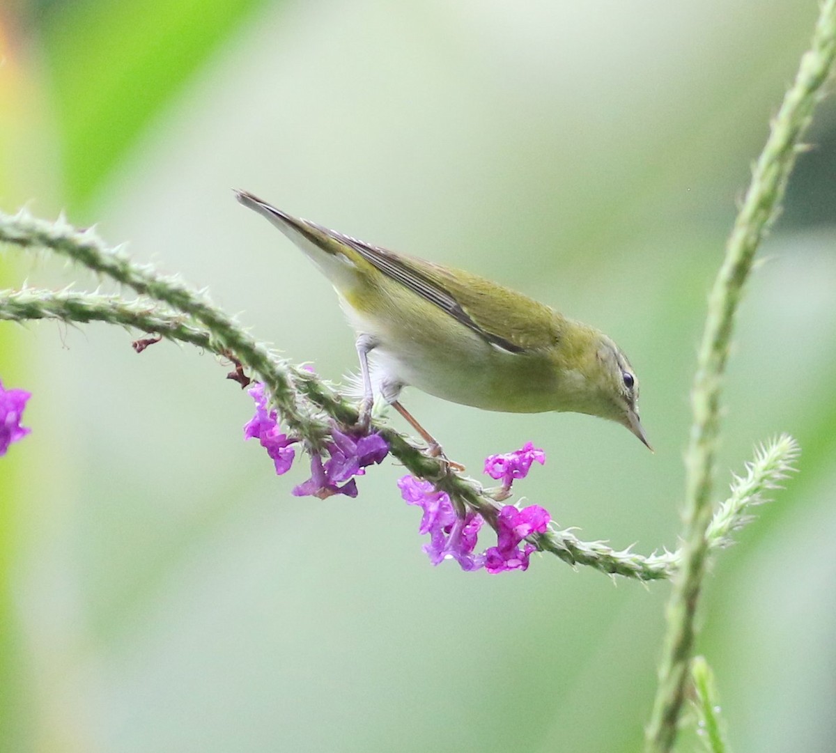 Tennessee Warbler - ML534499721