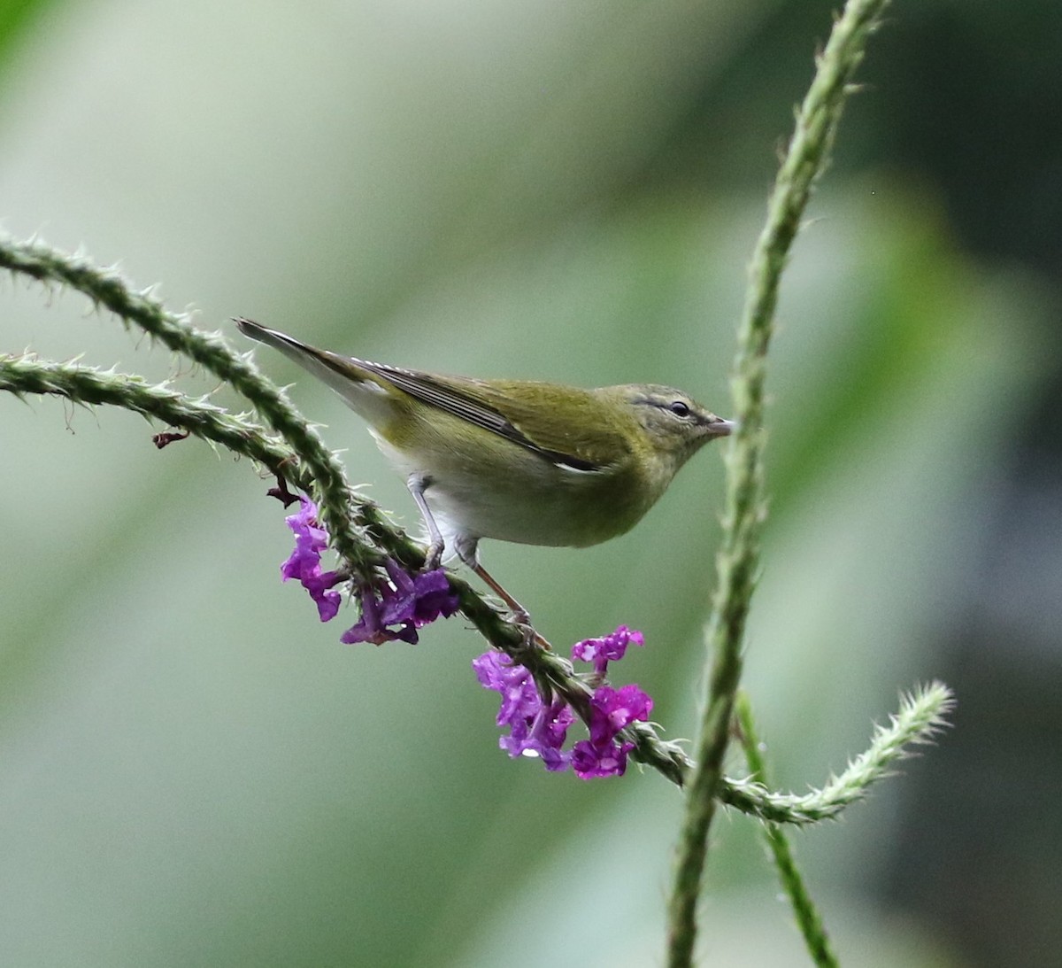 Tennessee Warbler - ML534499731