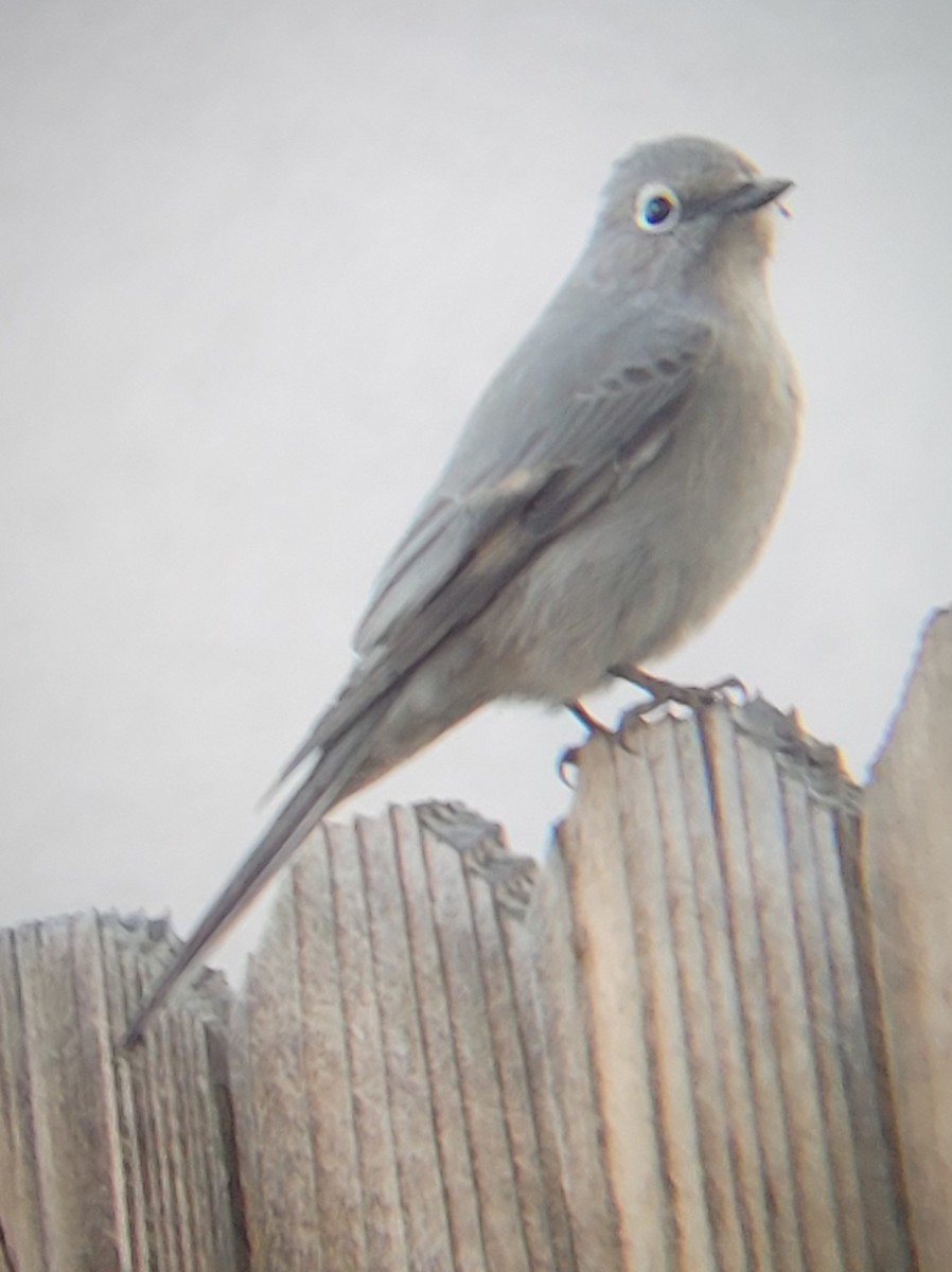 Townsend's Solitaire - Jeff Oliver