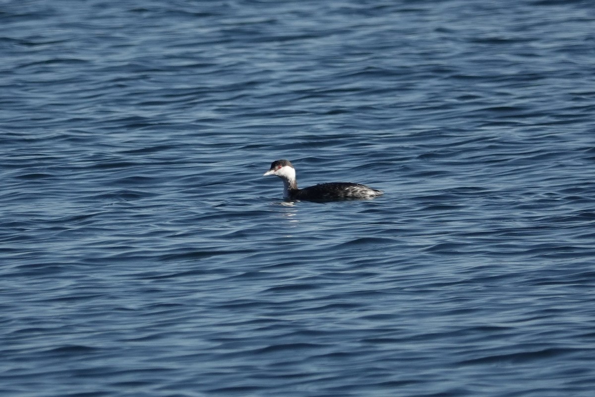 Horned Grebe - George Wallace