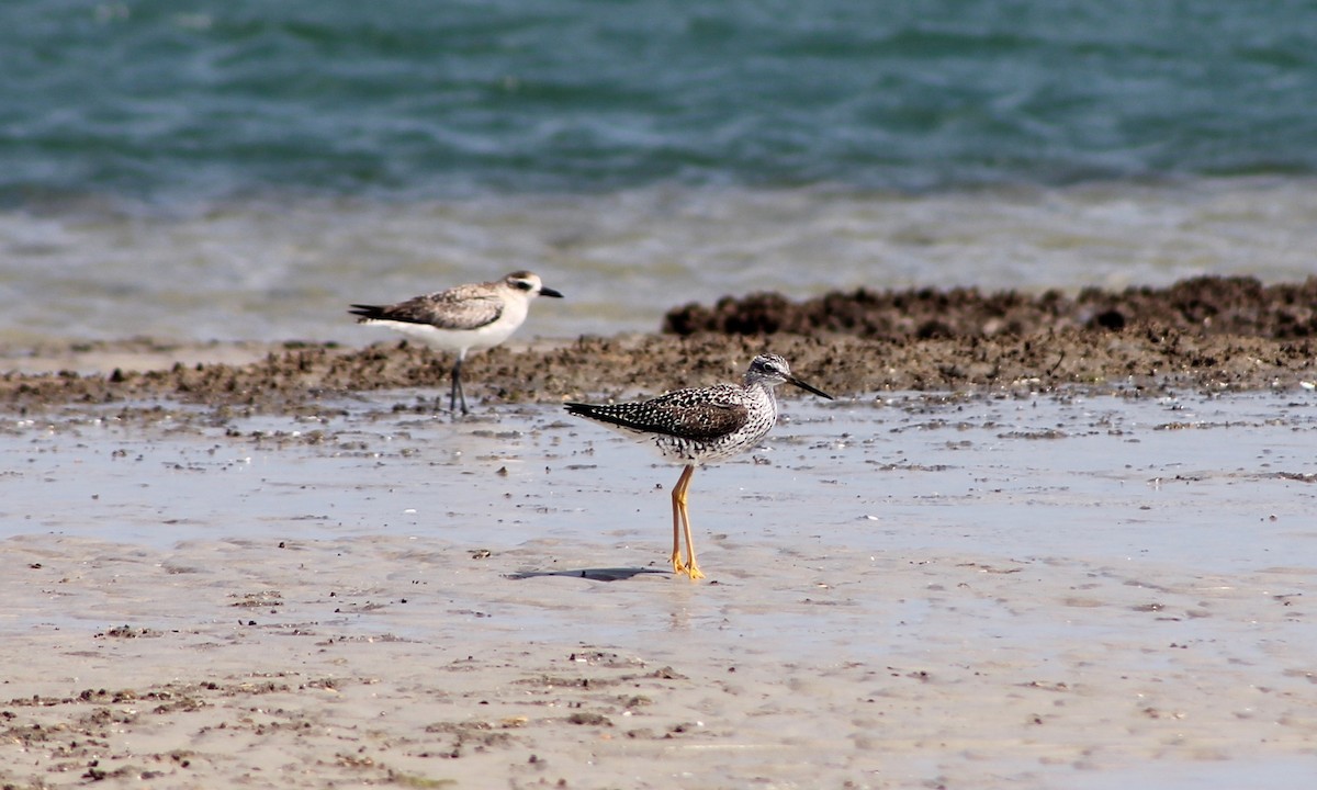 Greater Yellowlegs - Yianni Laskaris