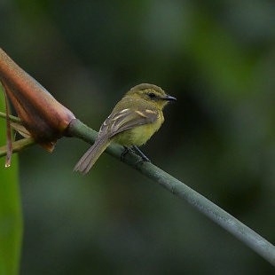 Yellow Tyrannulet - ML534502041