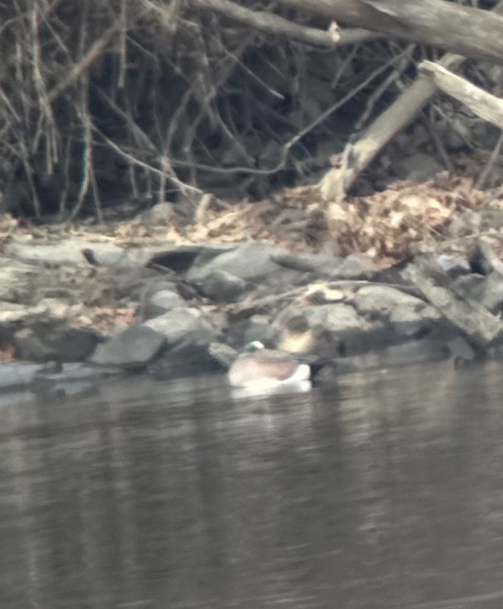 American Wigeon - ML534502491