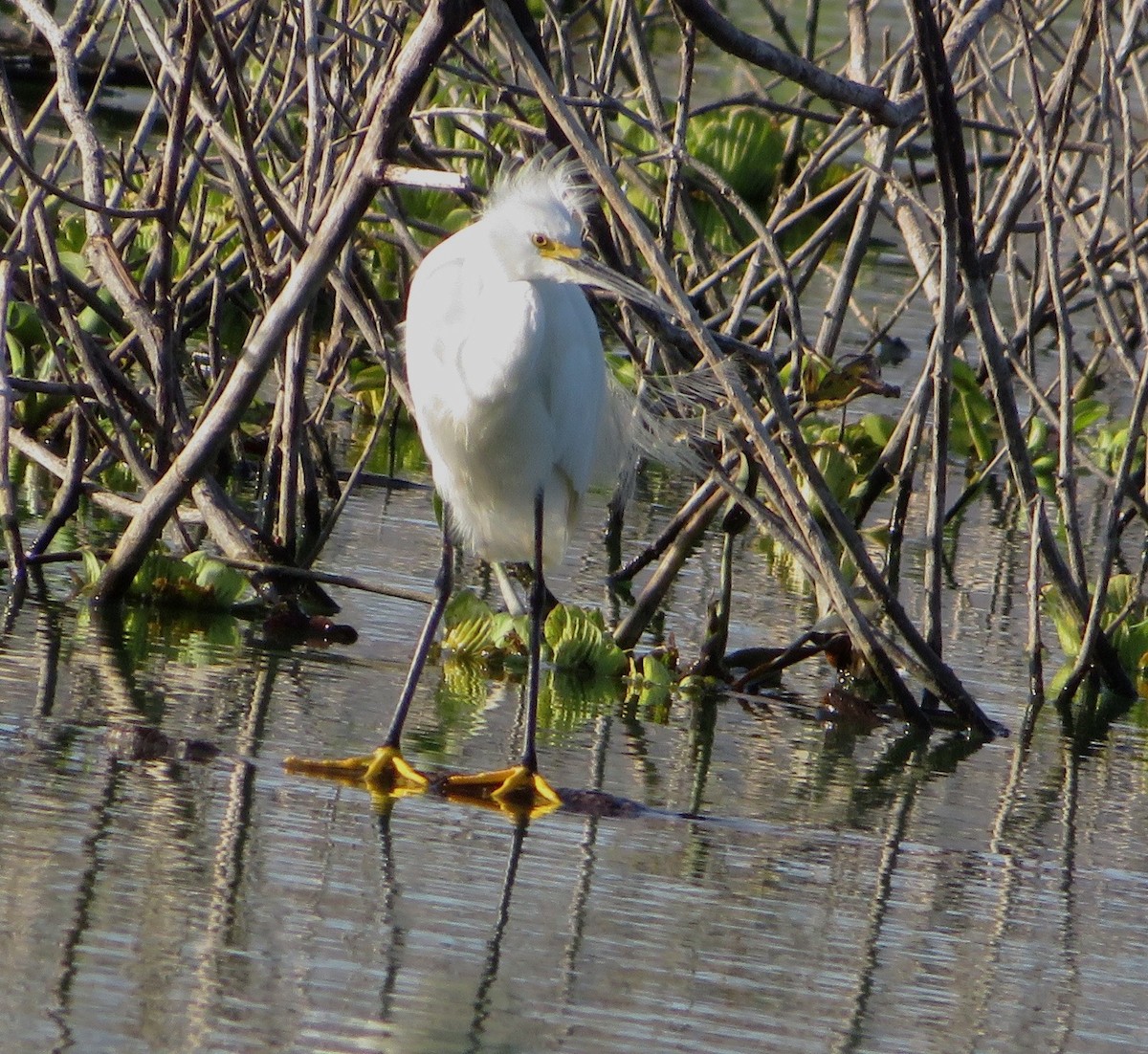 Snowy Egret - ML534503411