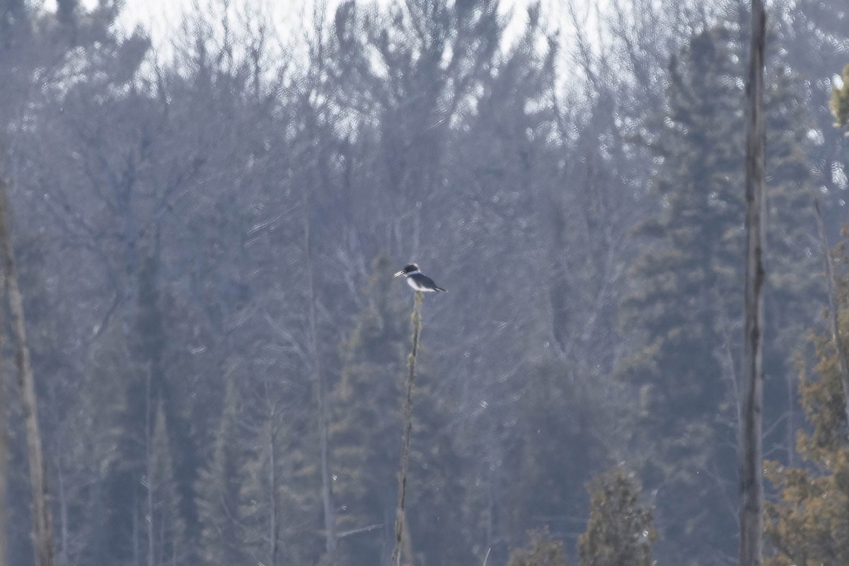 Belted Kingfisher - ML534503991