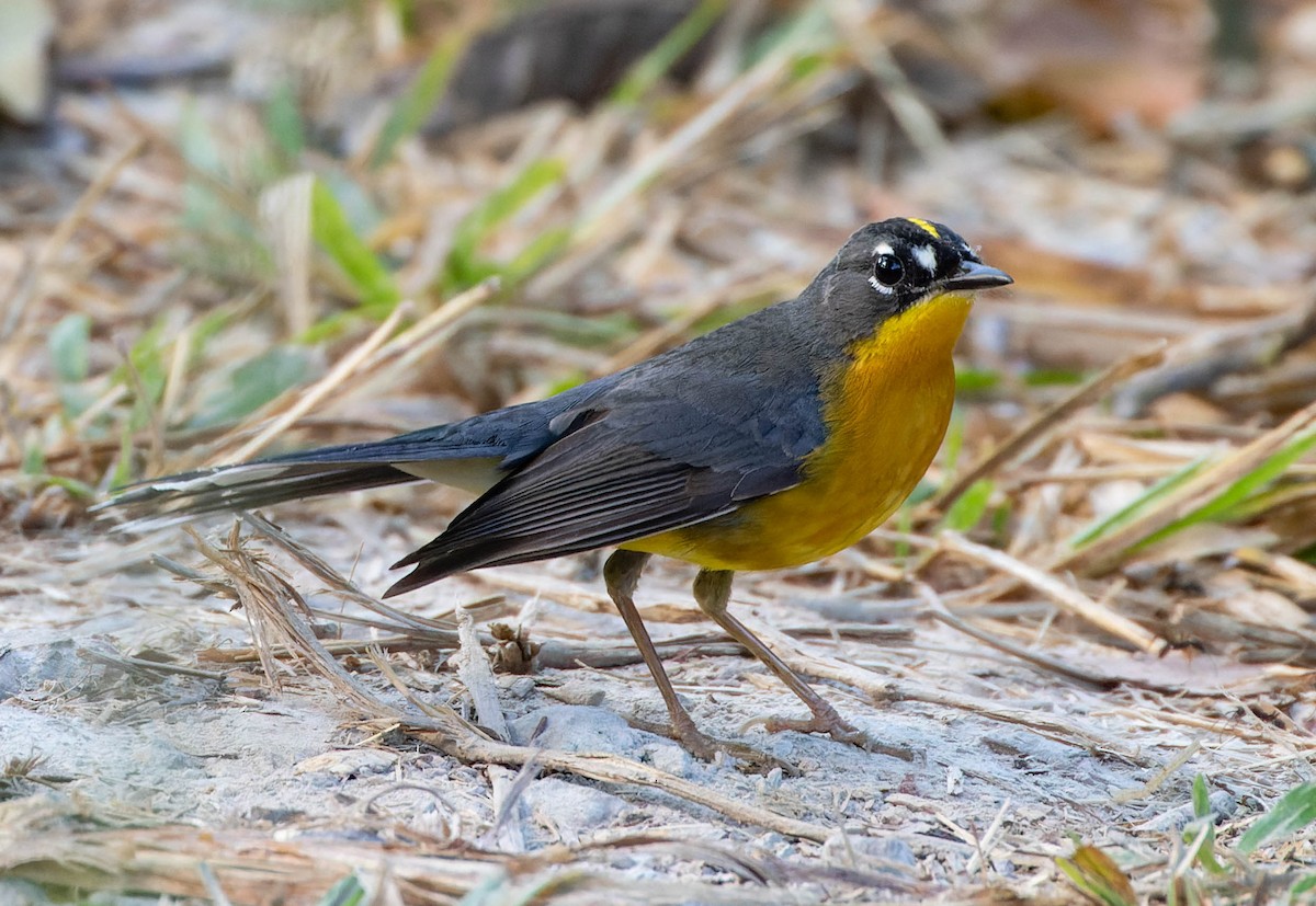 Fan-tailed Warbler - ML534504611
