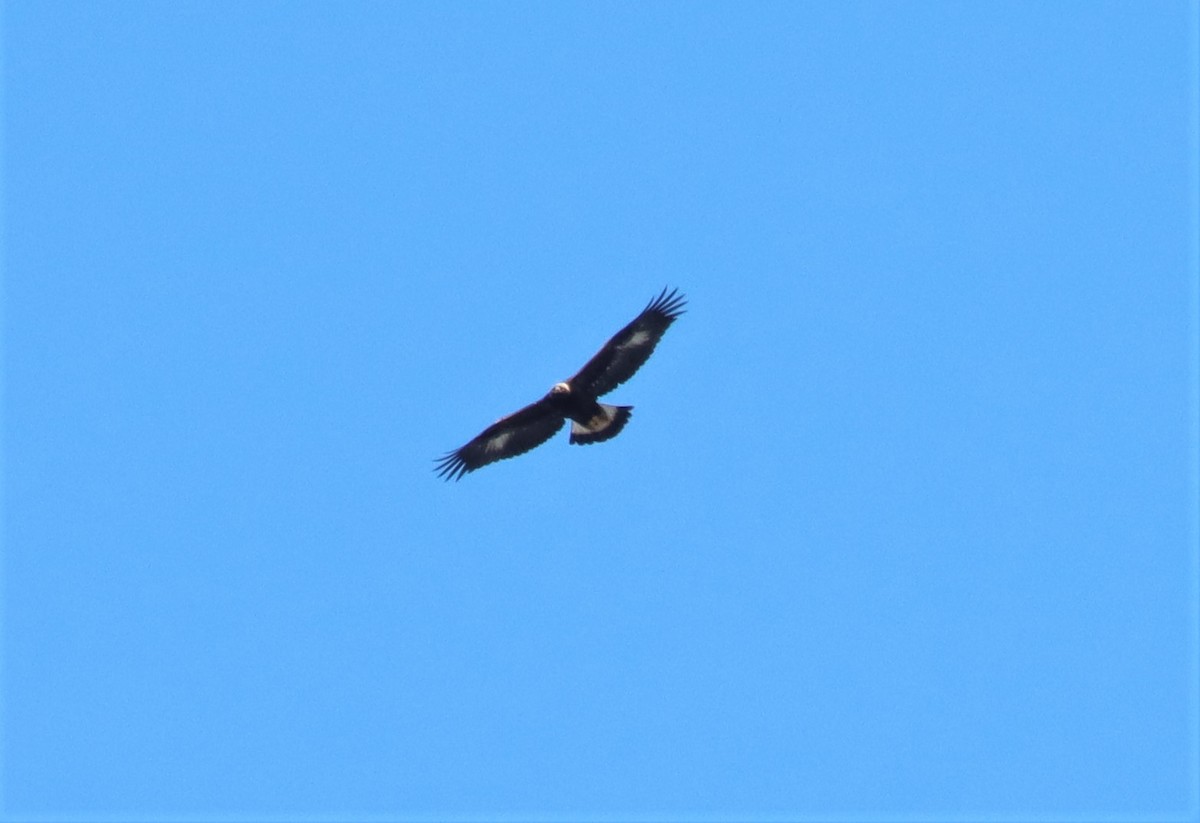 Golden Eagle - ML534506121