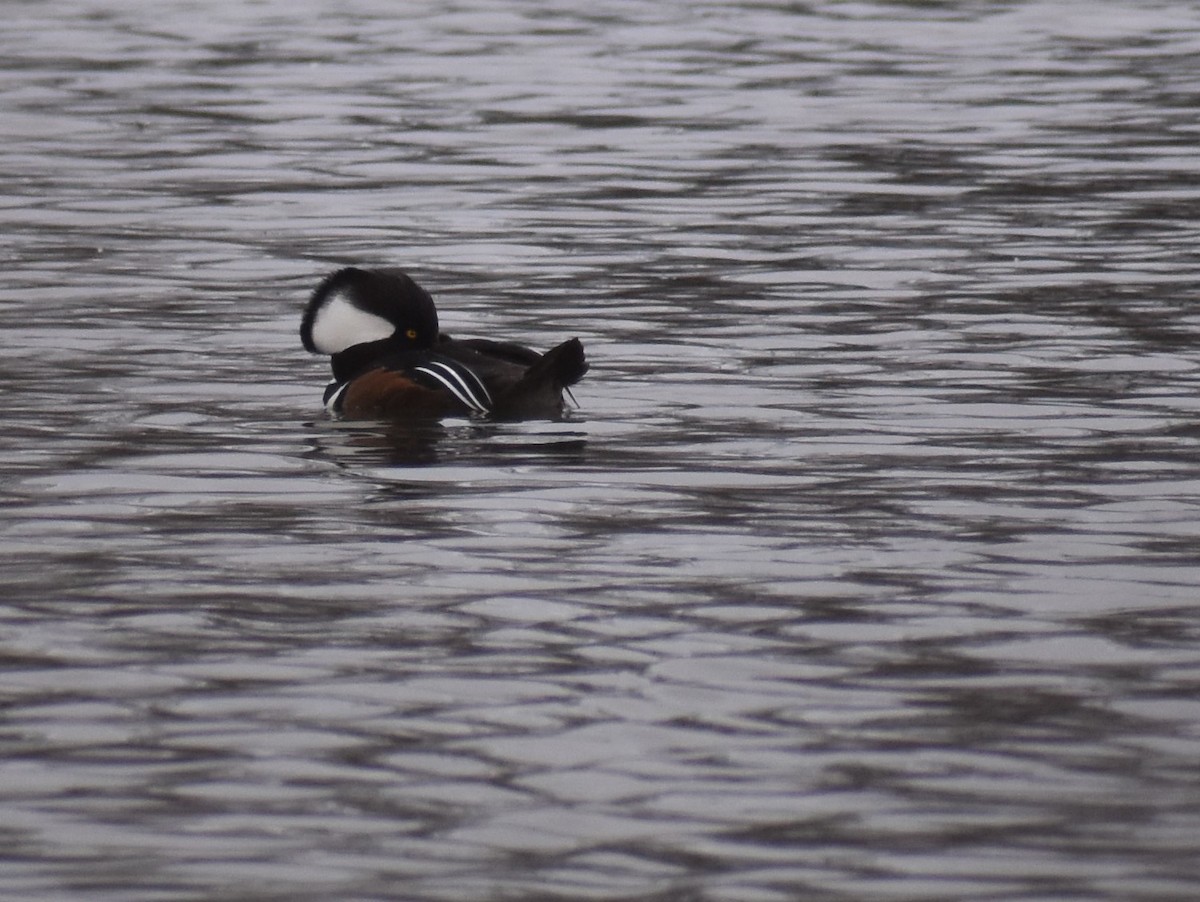 Hooded Merganser - ML534506341