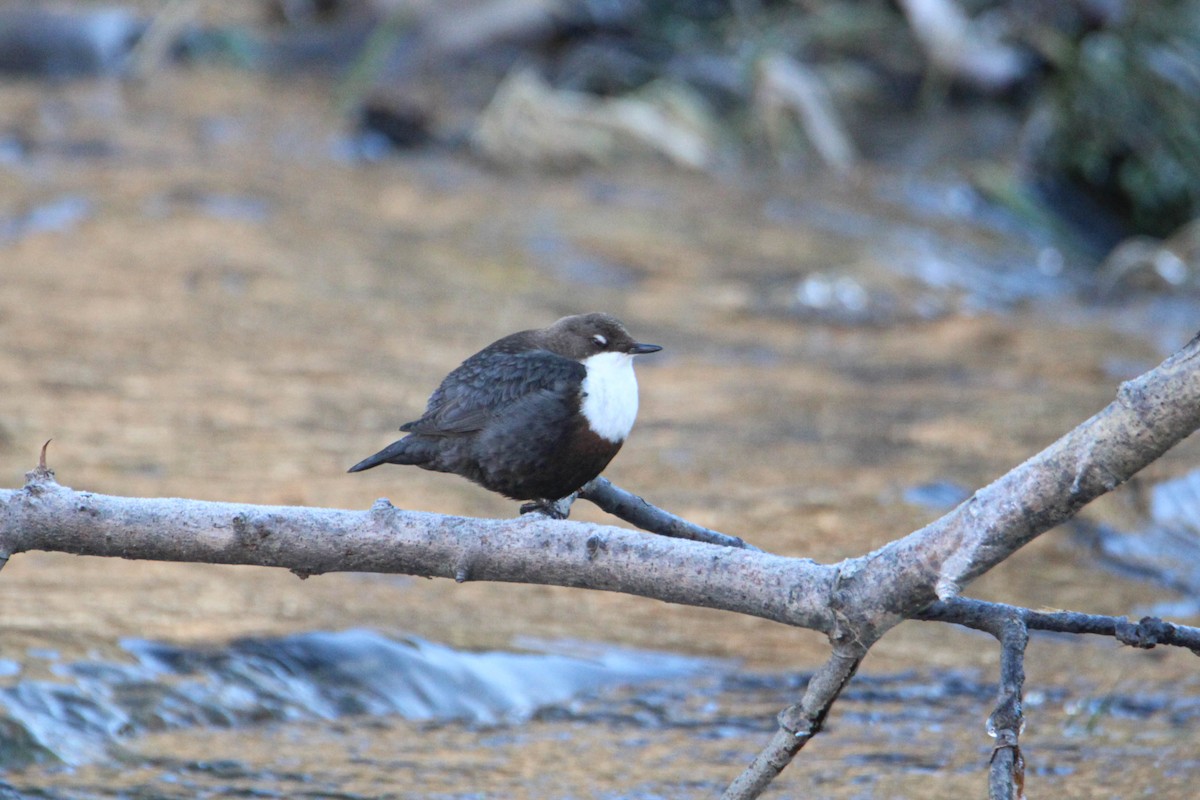 White-throated Dipper - Alejandro Sanz