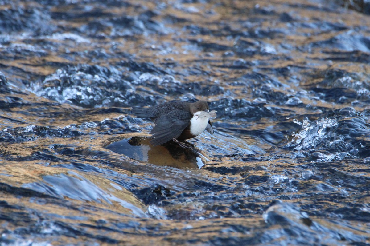 White-throated Dipper - Alejandro Sanz