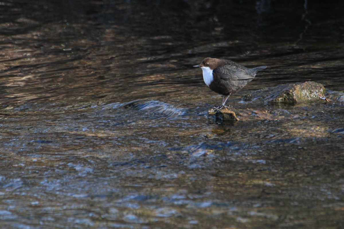 White-throated Dipper - Alejandro Sanz