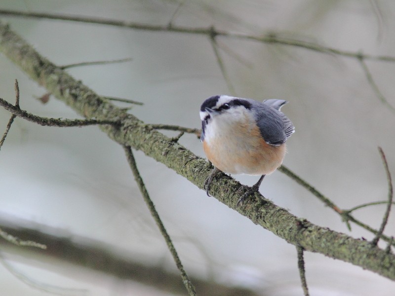 Red-breasted Nuthatch - ML534507891