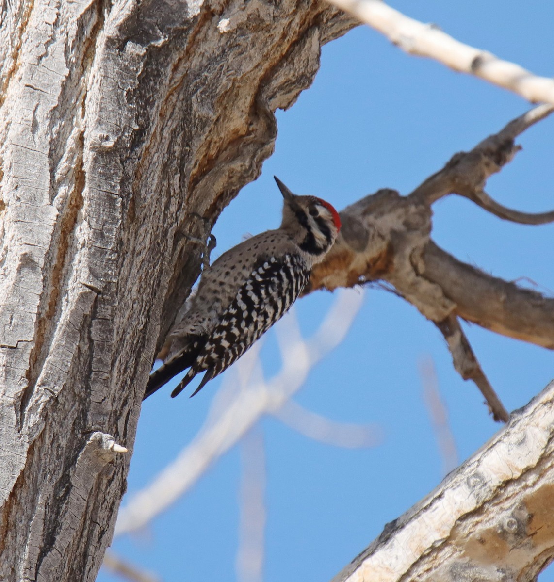 Ladder-backed Woodpecker - ML534508111