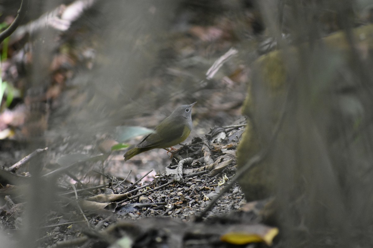 Connecticut Warbler - ML534508991