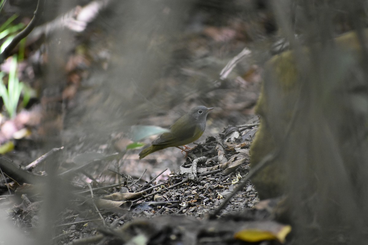Connecticut Warbler - ML534509011