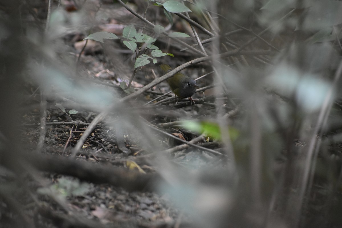 Connecticut Warbler - ML534509021