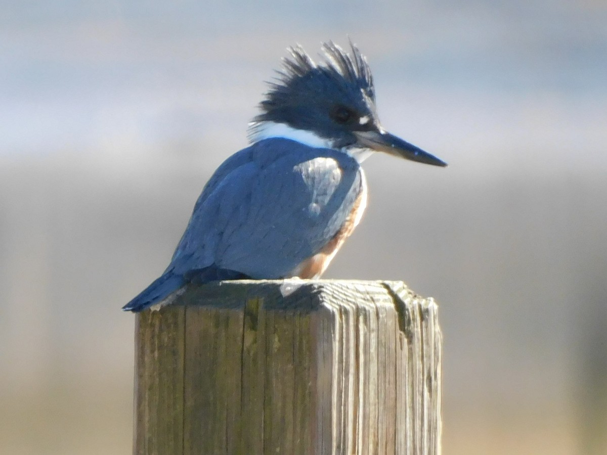 Belted Kingfisher - ML534509061