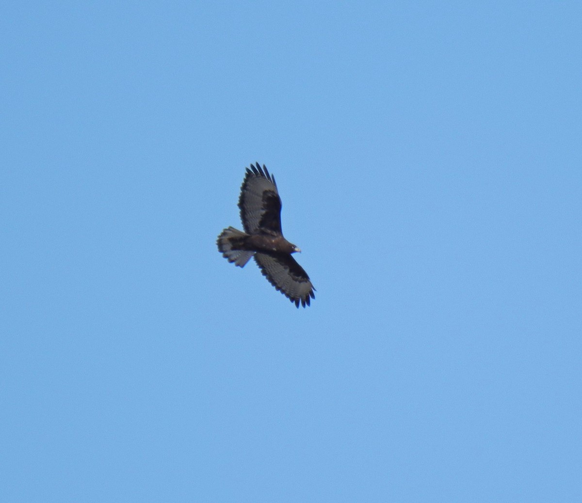 Red-tailed Hawk - ML534509901