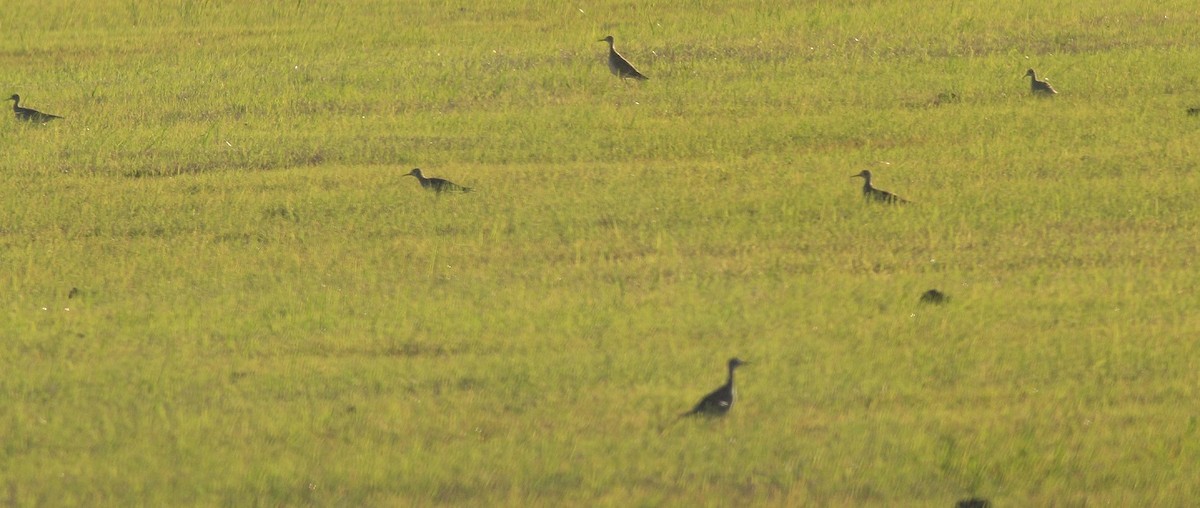 Upland Sandpiper - ML53451011